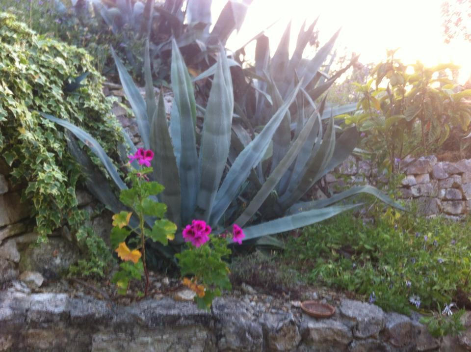 Azienda Agricola B&B Macchiaria Vieste Extérieur photo